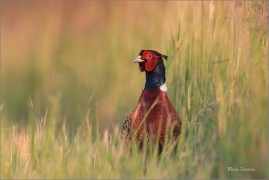 <p>BAŽANT OBECNÝ (Phasianus colchicus) - jižní Morava ---- /Common peansant - Fasan/</p>